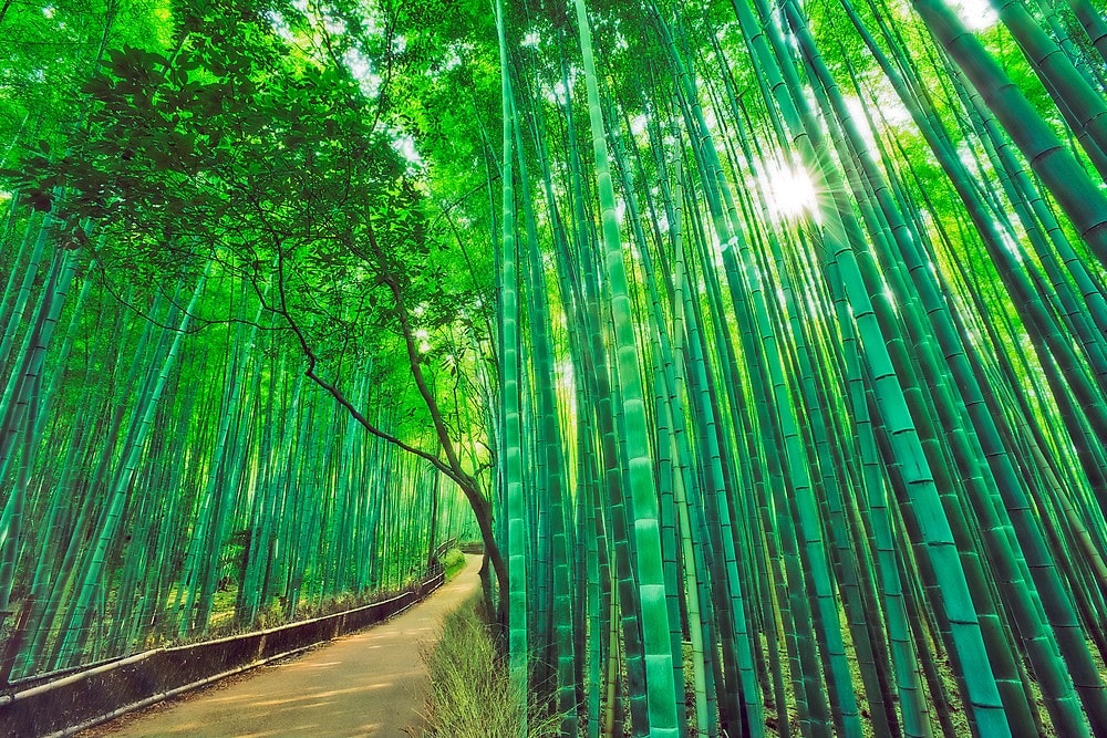 Facts About Bamboo That Prove It's A Super Plant [Study] Eco Friendly