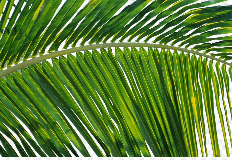 Facts about coconuts, coconut leaves