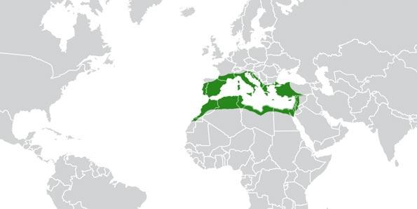 Where cork naturally grows, origin of cork