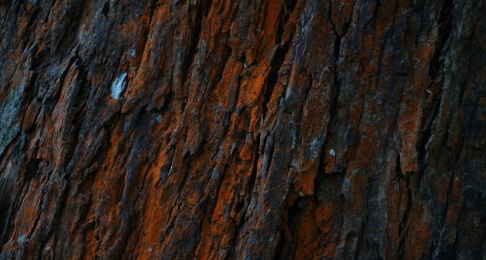 History and Uses of Teak
