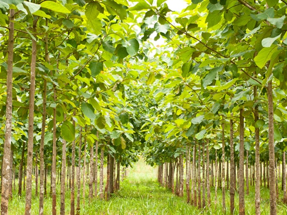 looking for a luxurious material discover the uses of teak eco friendly income discover the uses of teak