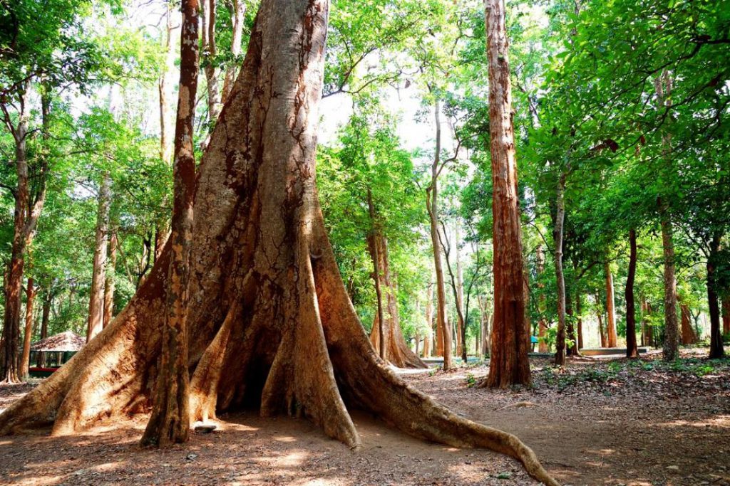 how-much-is-a-teak-tree-worth-at-tamala-gavin-blog