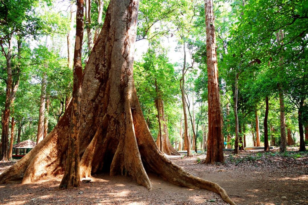 Teak Tree Forest, Natural Teak