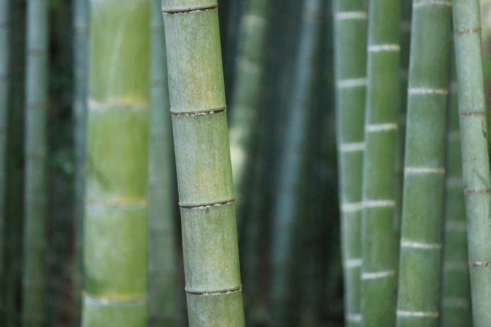 Facts about bamboo
