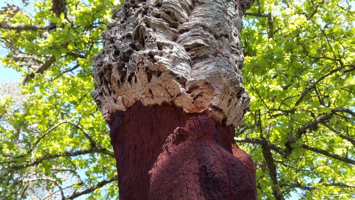 uses of cork