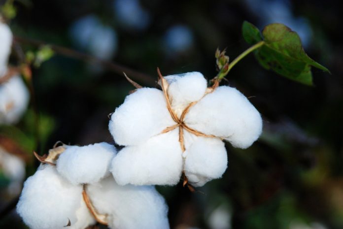 facts about cotton