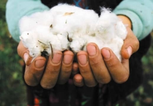 Facts about cotton