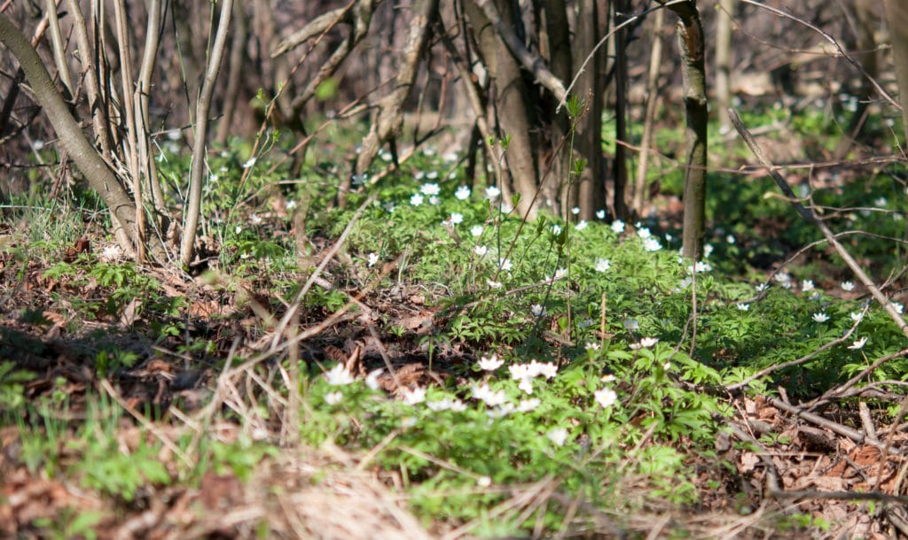 Wildflower on tree farm floor