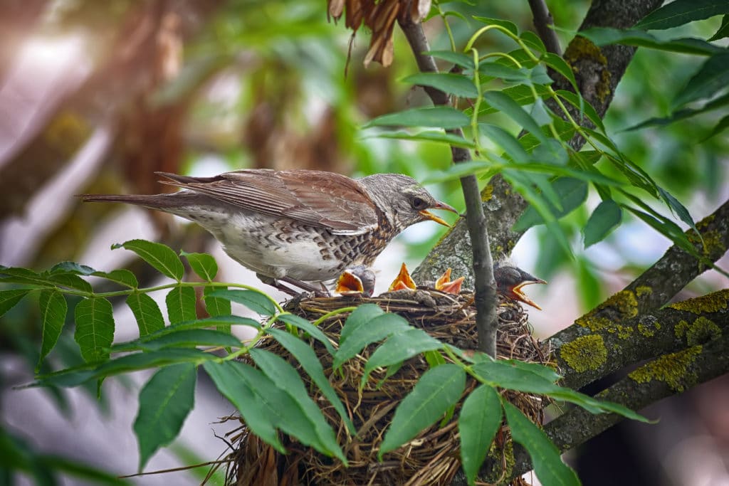 bird nesting in tree