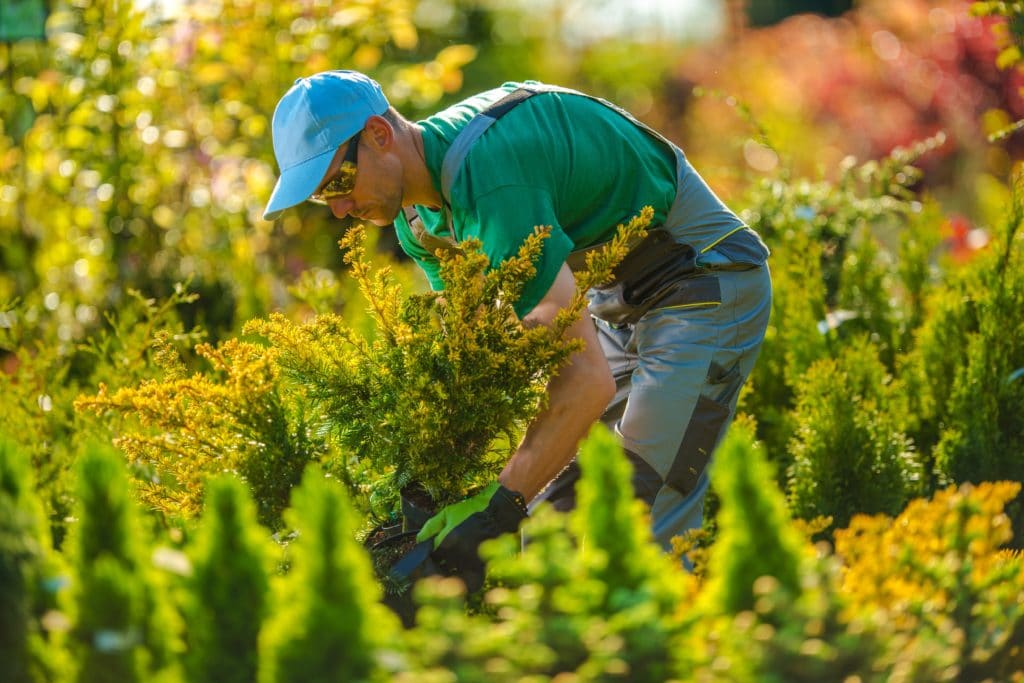 Man Working with trees