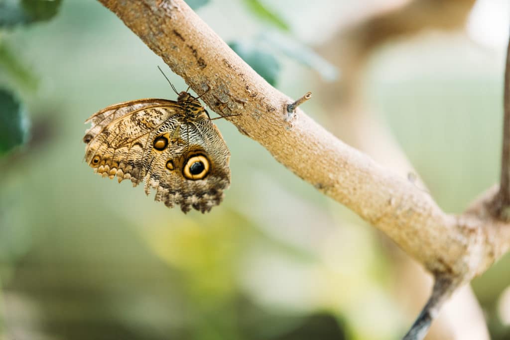 Butterfly attracted by tree farm