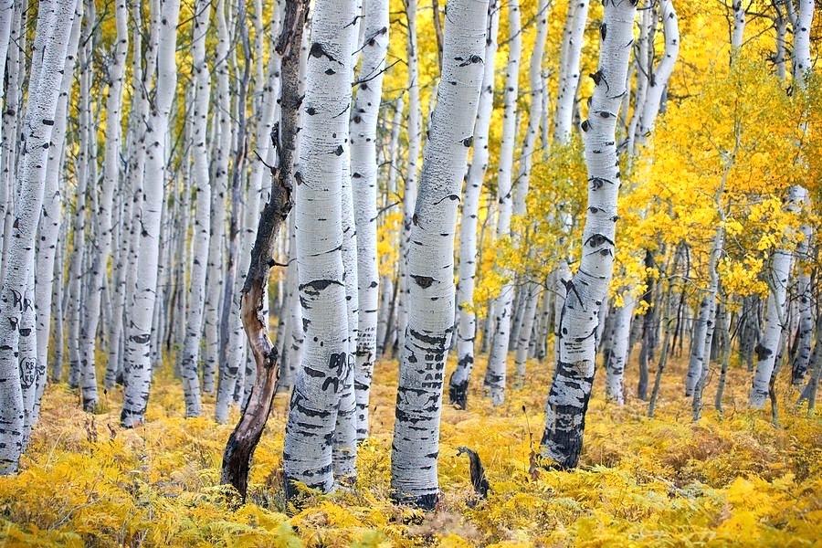 Hybrid Aspen Tree Farm