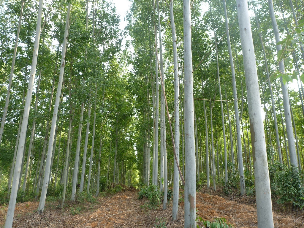 Hybrid Eucalyptus Tree Farm