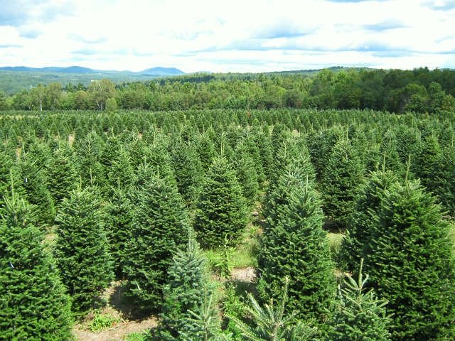 Hybrid Fir Tree Farm