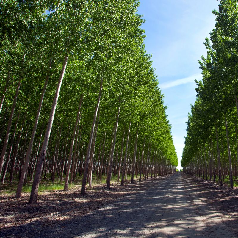 Hybrid Poplar Tree Farm