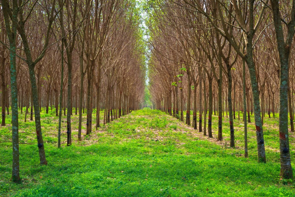 Hybrid Rubber Tree Farm