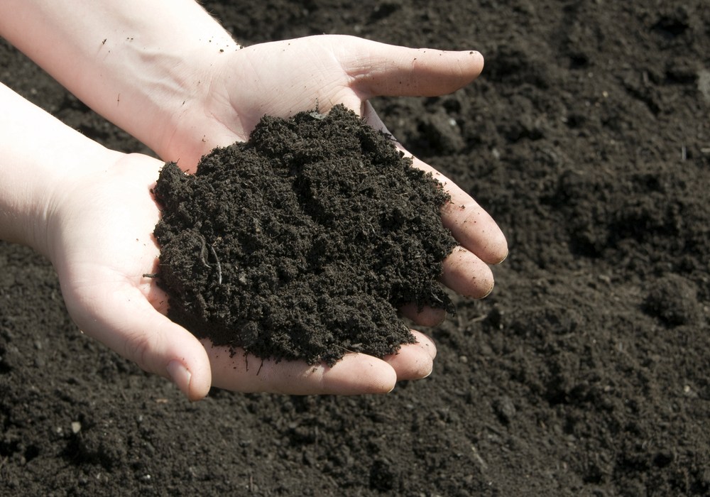 Loam Soil Type