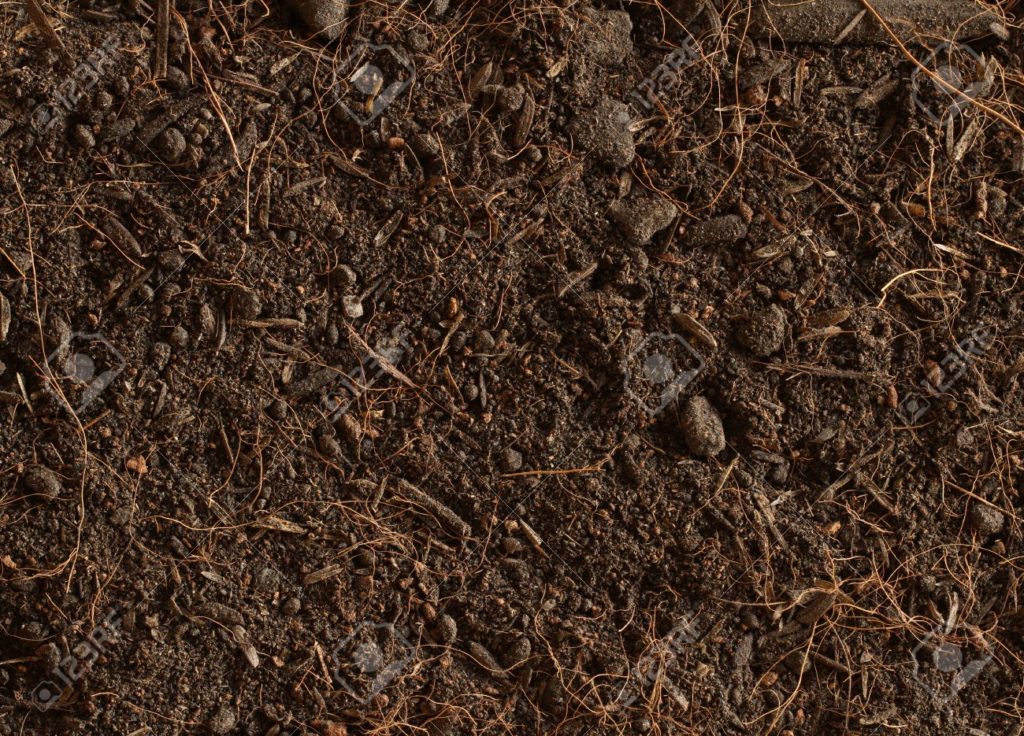 Peat Soil Type