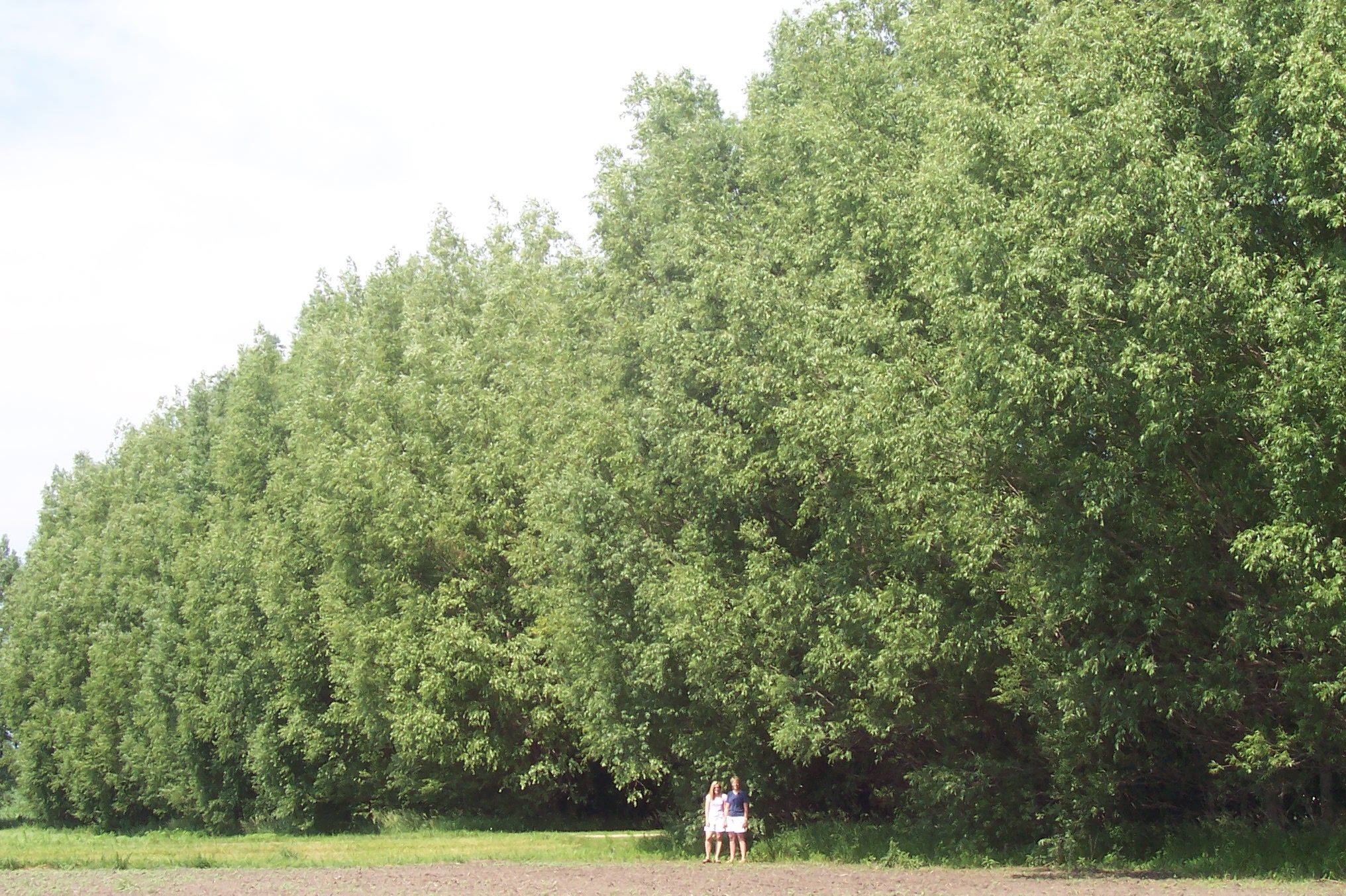 Hybrid Willow Tree Farm