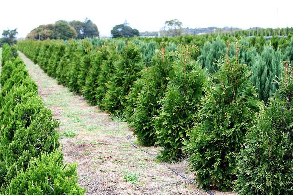 Hybrid Thuja Green Giant Tree Farm