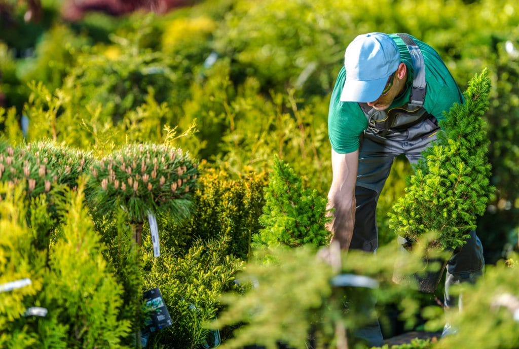 Man working with trees