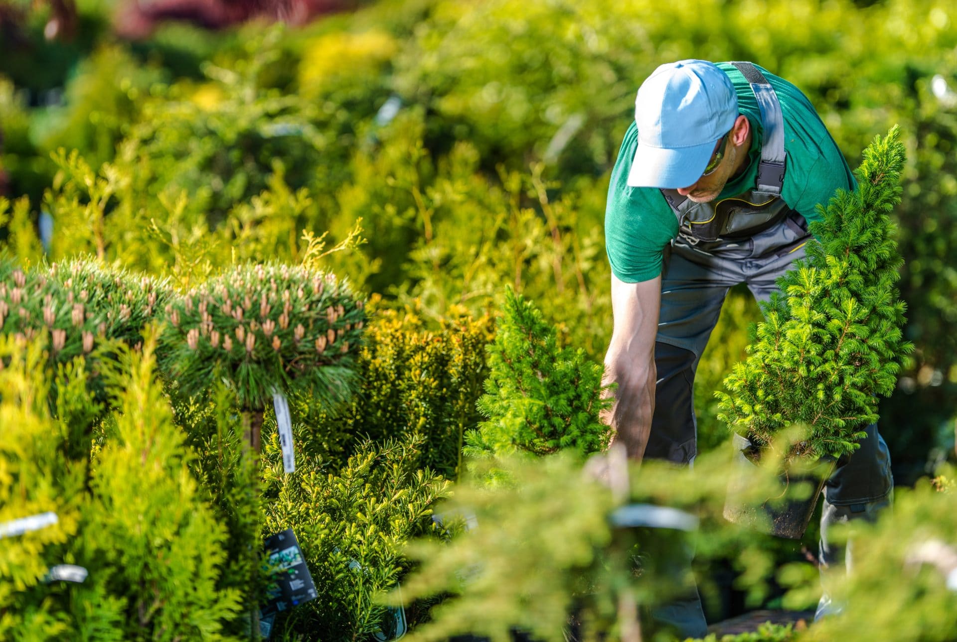 Tree farm greenery