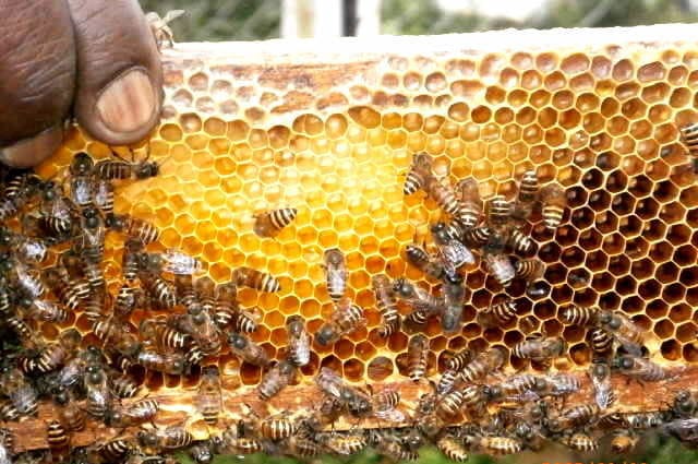 Honey Beeswax Non Timber Forest Product