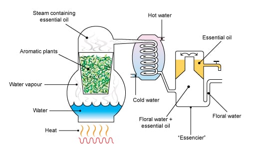 Distill Essential Oils