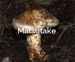 Tricholoma mastutake Forest Mushroom