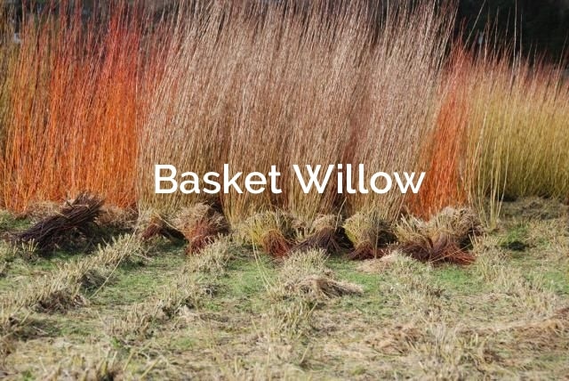 Basket Willow forest fibers