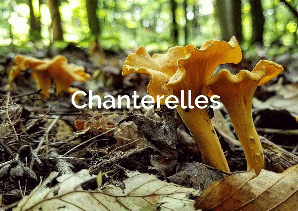 Chanterelle cantharellus cibarius Forest Mushroom