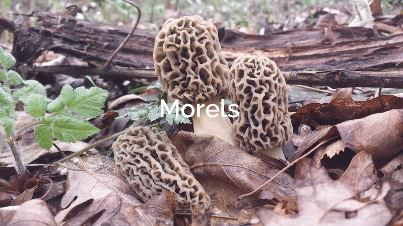 Morel Morchella Esculenta Forest Mushroom