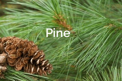 Pine Branch Closeup