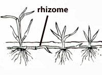 Plant Rhizome