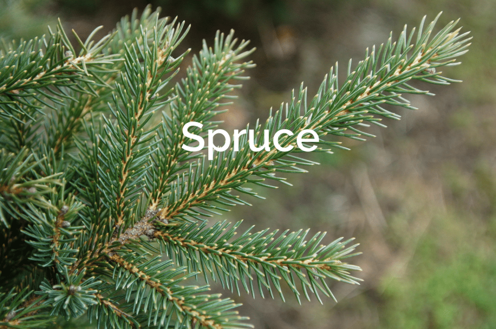 Spruce Branch Closeup