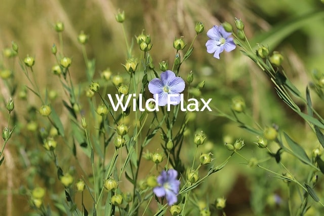 Wild Flax Forest Product