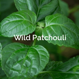 Wild Patchouli  Non-Timber Forest Product