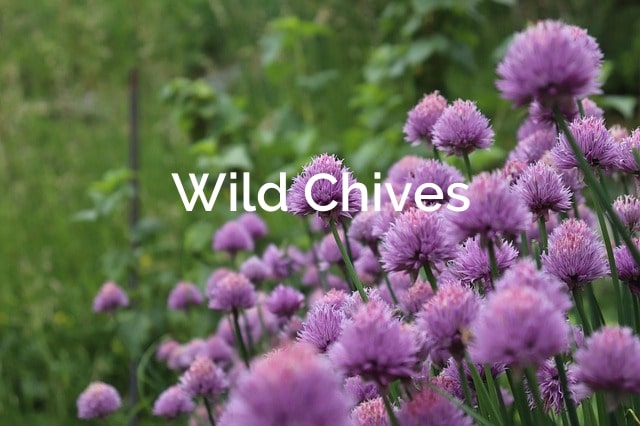 Allium-schoeneprasum-Wild-Chives-Non-Timber Forest-Product