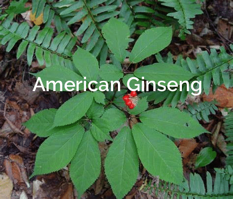 American-Ginseng-Panax-quinquefolius Medicinal Plant