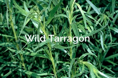 Artemisia-dracunculus-Wild-Tarragon-Non-Timber-Forest-Product