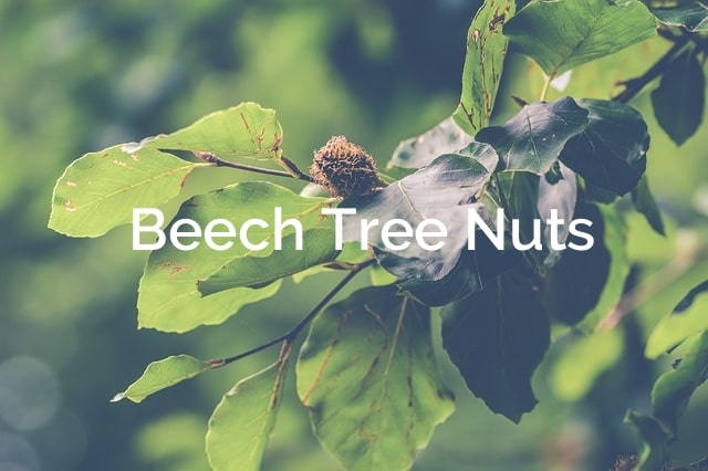 Beech-Tree-Nuts-Fagus-grandifolia