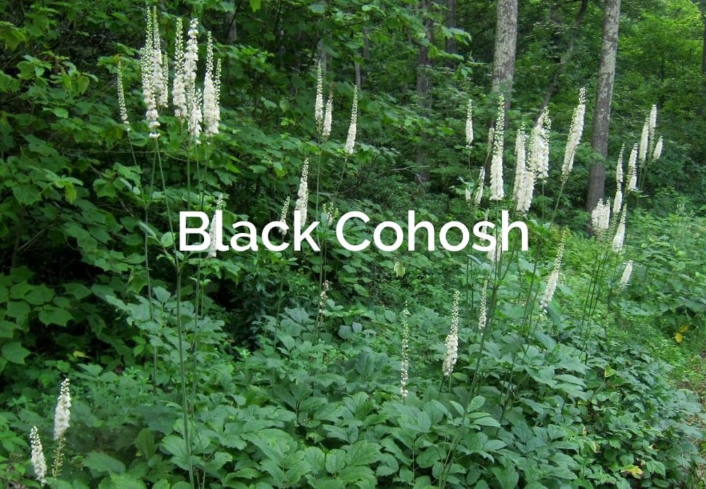 Black-Cohosh-Actaea-racemosa-L. Medicinal Plant