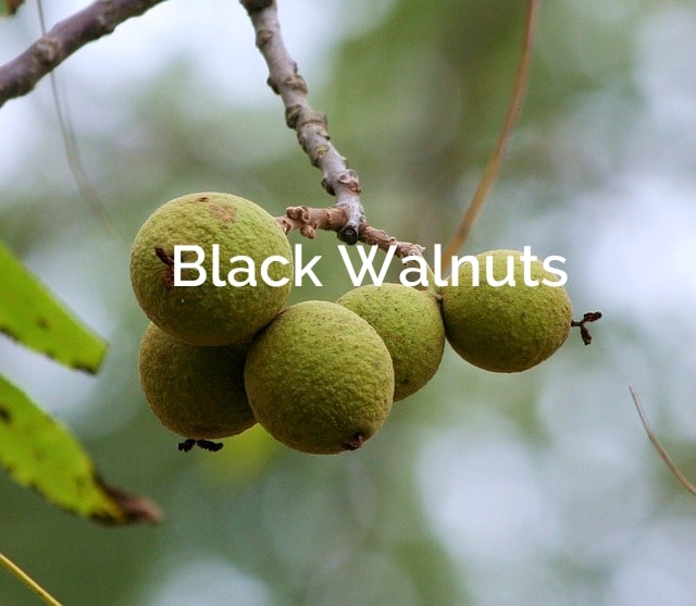 Black-walnut-tree-juglans-nigra