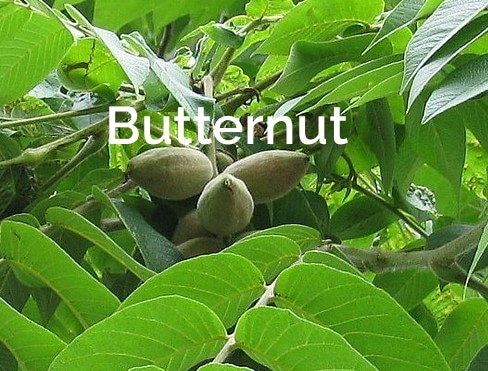 Butternut-tree-Juglans-cinerea