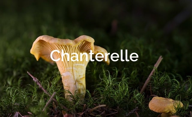 Chanterelle-Cantharellus-cibarius-Mycorrhizal-Mushrooms