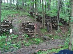 Forest-Farming-Mushrooms-Logs