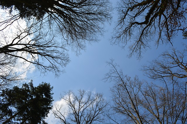 Forest Tree Canopy Bare