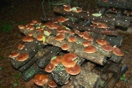 Forest-grown-mushroom-cultivation