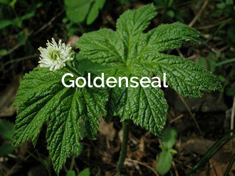 Goldenseal-Hydrastis-Canadensis Medicinal Plant