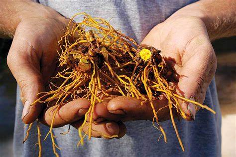 Goldenseal Medicinal Root